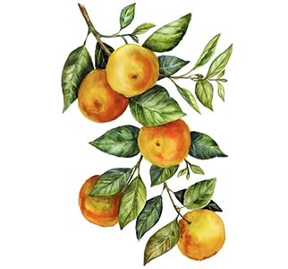 マンダリンオレンジ